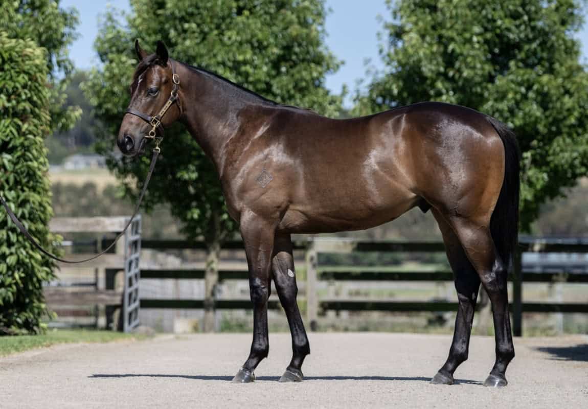 Russian Revolution colt profile showcasing its balanced athletic build.
