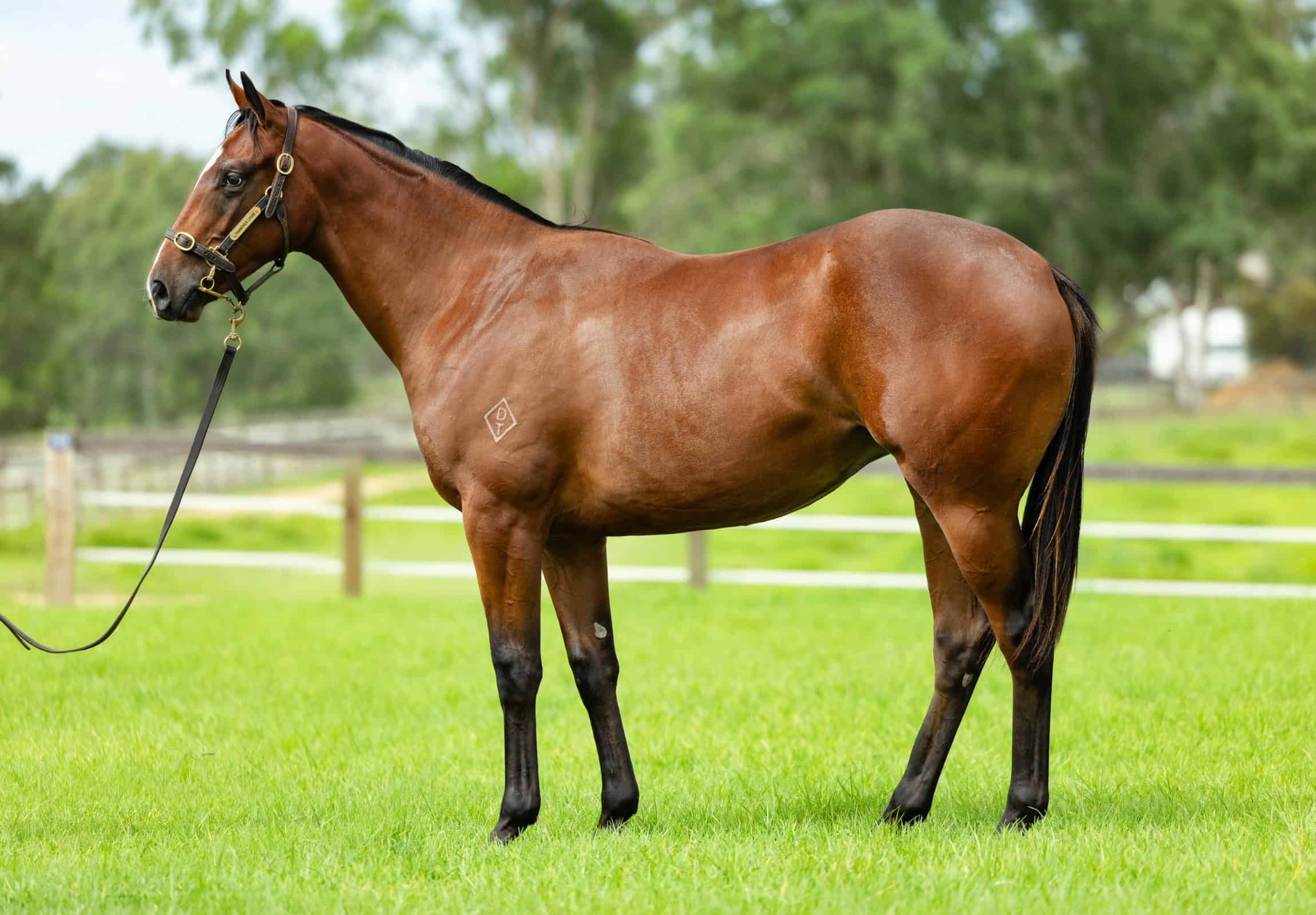 Blue Point syndicate filly standing in a paddock, showcasing strong build and athletic stance.