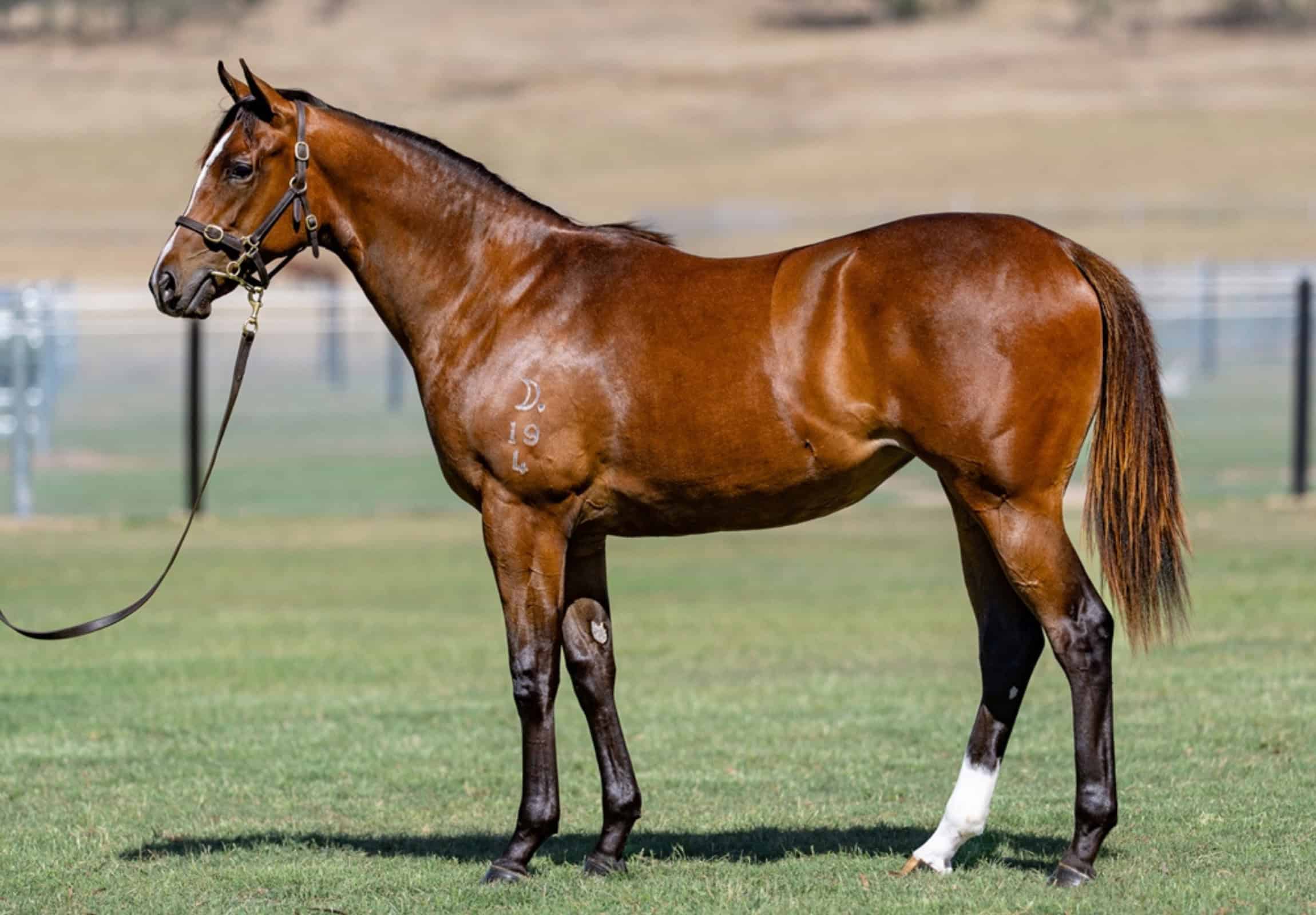 Showing a shiny chestnut filly sired by Russian Revolution in a grassy paddock