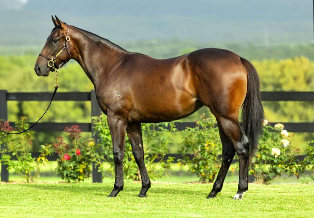 Showing bay Thoroughbred horse standing in green paddock during Brazen Beau syndication Sydney
